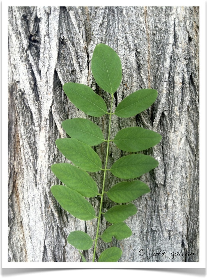 Black locust leaves and bark image