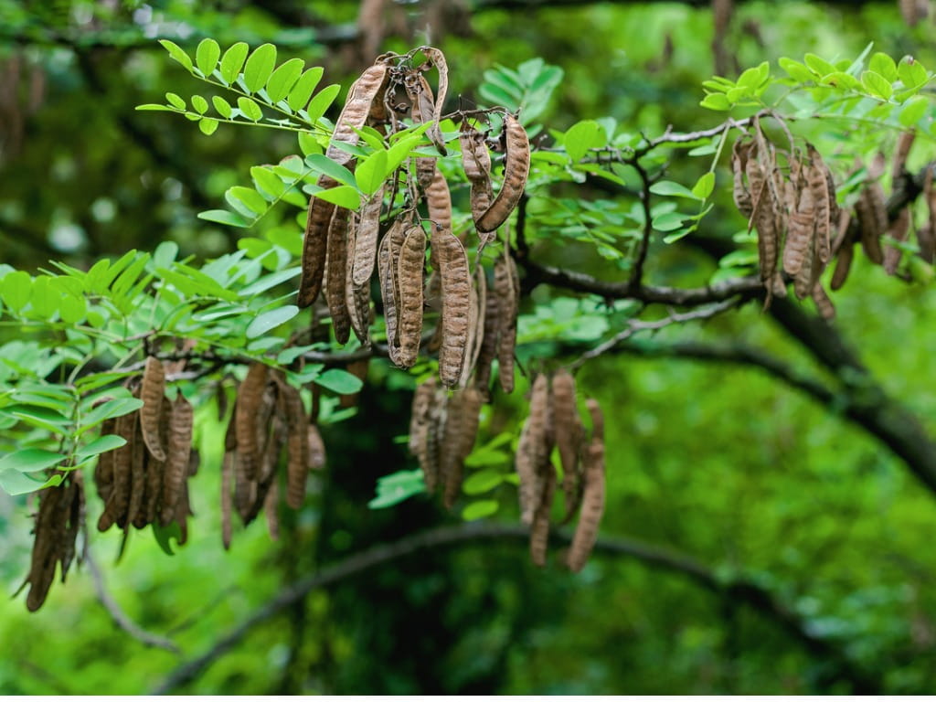 black locust seed pods image