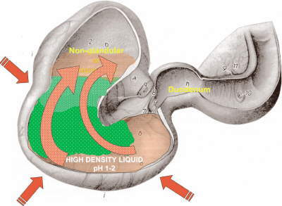 Effect of Exercis on Stomach Contents