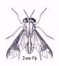 Deerfly