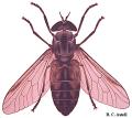 Horsefly