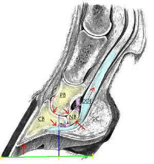 areas of strain