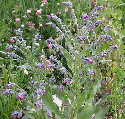 Cynoglossum officinale