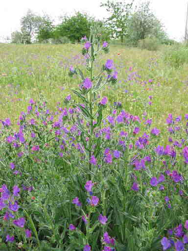 Echium plantagineum (Purple Viper's Bugloss)