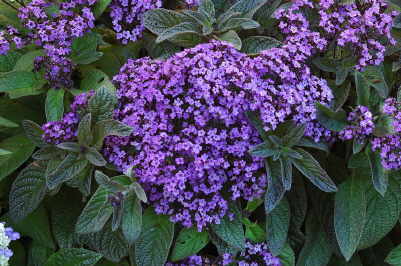 Garden Heliotrope (H. arborescens)