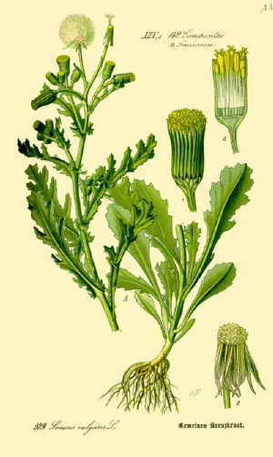 Senecio diagram