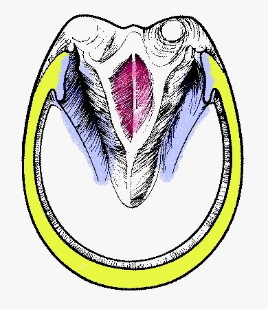 Normal Sole Front Foot