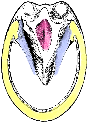 Normal Hind Foot Sole