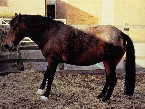 Image of Stance of horse with laminitis