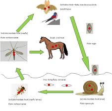 PHF Lifecycle